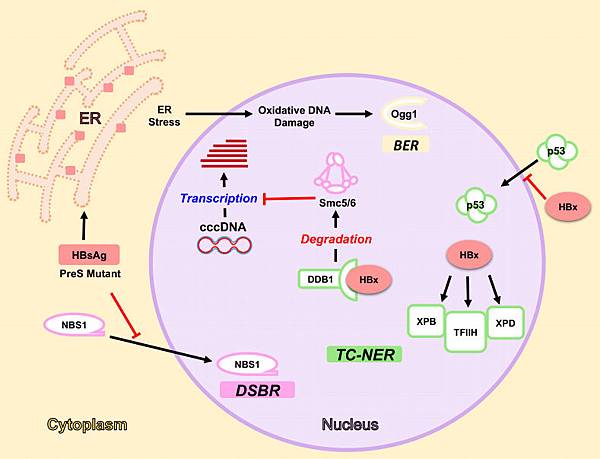 HBs HBx DNA repair拷貝