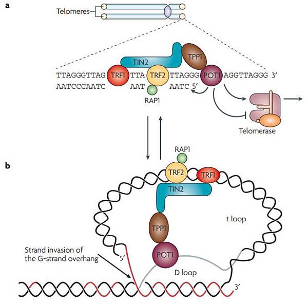 Telomere structure