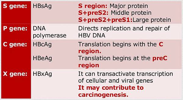 HBV 4 genes-1