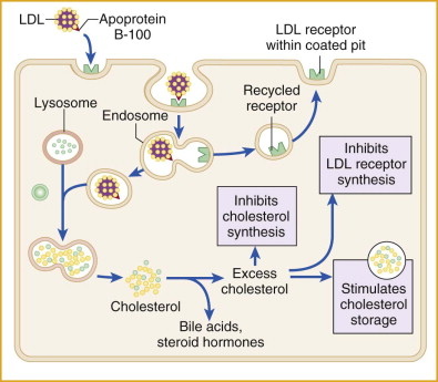 LDL receptor engulf