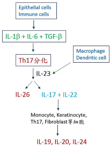 Th17 and IL-20 cytokines