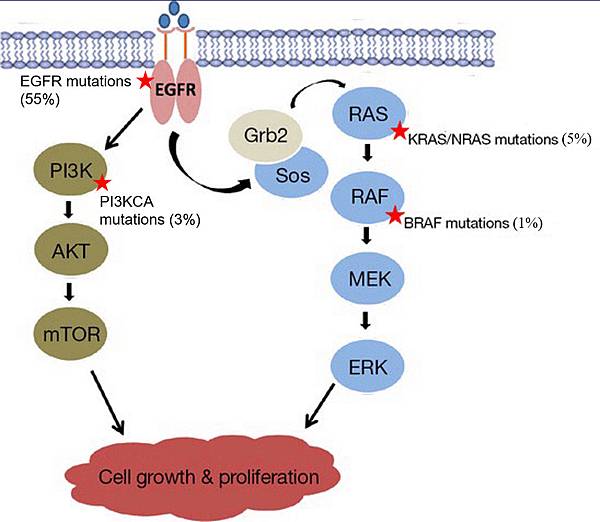 EGFR signaling mutation