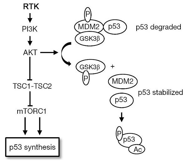 Akt p53 stabilization