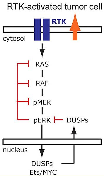 EGFR feedback