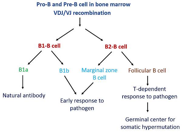 Antibody b1 b2