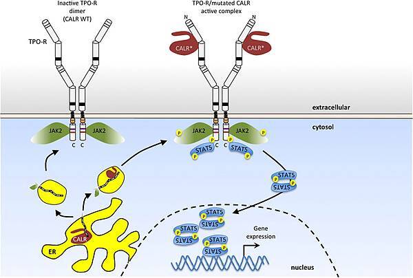 CalR mutation