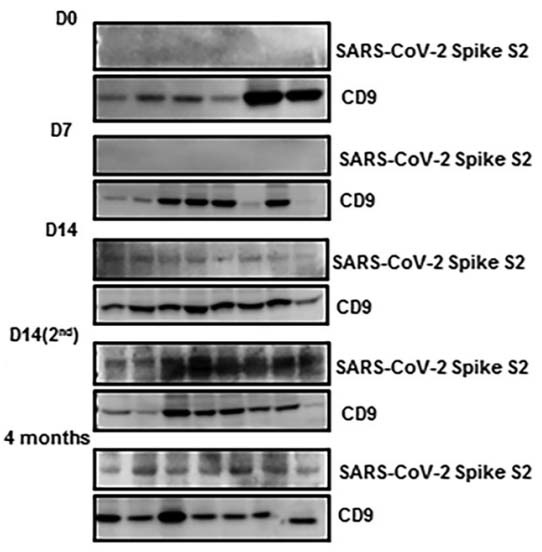 Re: [情報] 歐盟調查mRNA疫苗是否造成月經不規律