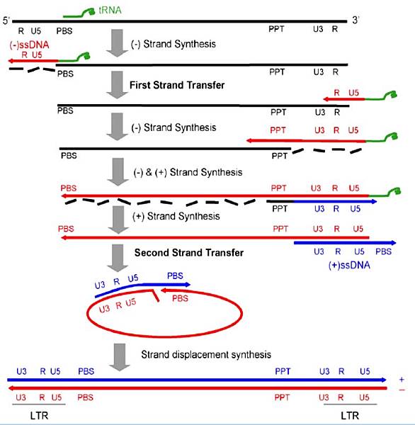 [問卦] 打疫苗會改變染色體？