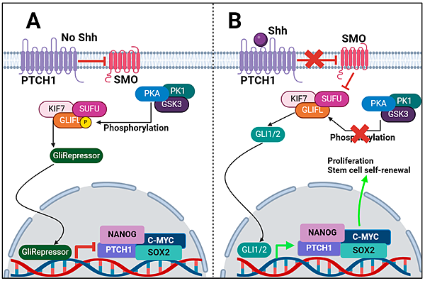 SHH Patched Smoothed.png