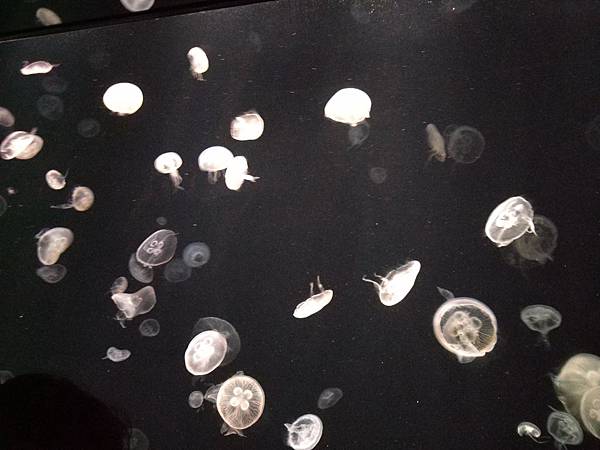 IMG_20181212_151522_1.jpg IMG_20181212_151522_1.jpg