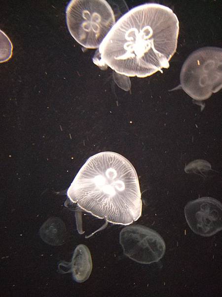 IMG_20181212_151539_1.jpg IMG_20181212_151539_1.jpg