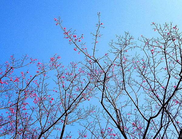sakura1 sakura1