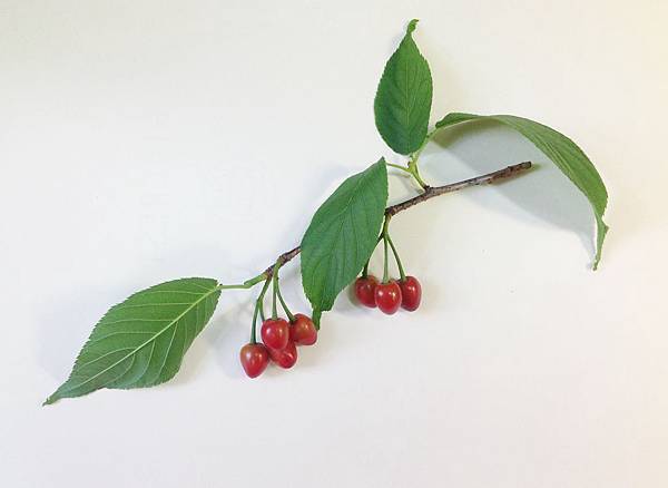 照片 1 (2) 照片 1 (2)