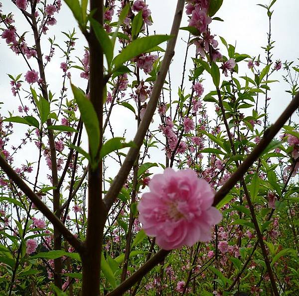 flower.JPG flower.JPG