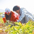 고구마 캐는 청정남매 하드털이  ~ !