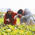 고구마 캐는 청정남매 하드털이 ~ !