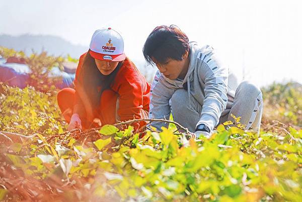 고구마 캐는 청정남매 하드털이~  !