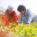 고구마 캐는 청정남매 하드털이~  !