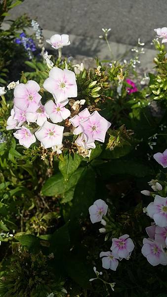 20180819_142638 繡球花