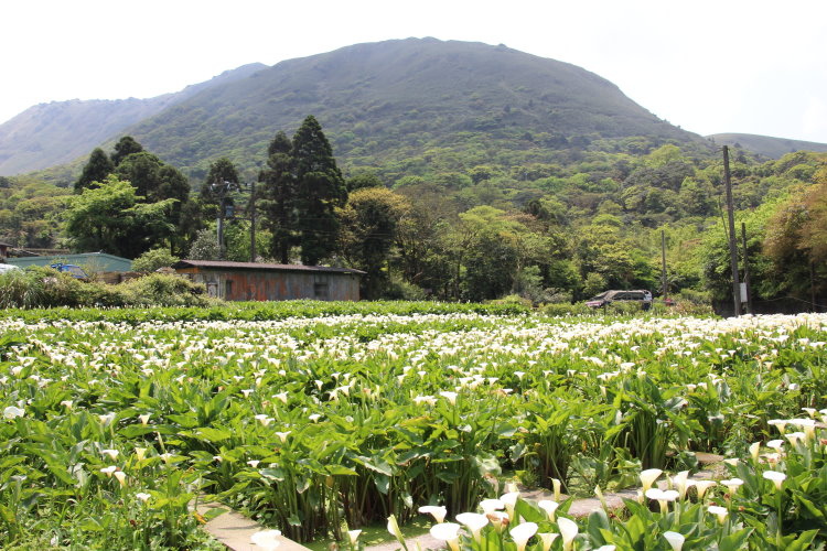 陽明山 竹子湖 賞海芋