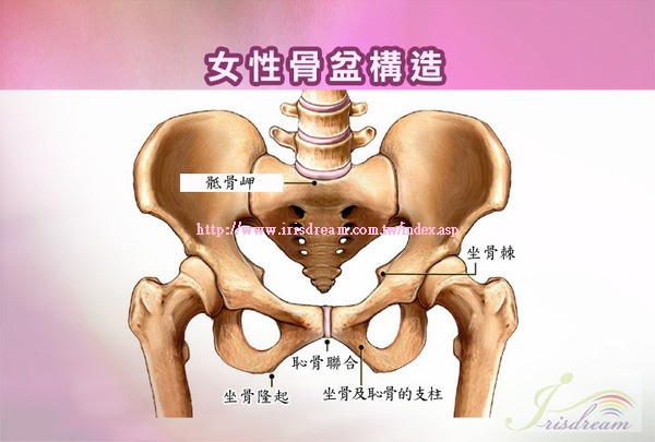 正妹好正 骨盆要保養 上 女人我最大 就是要健康美麗 痞客邦
