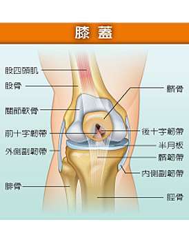 膝關節側韌帶斷裂的復健治療 女人我最大 就是要健康美麗 痞客邦
