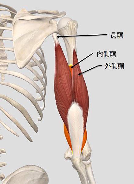 掰掰蝴蝶袖,还我纤长手臂