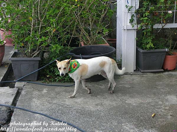 【香草菲菲】宜蘭員山的芳香植物博物館 ★ 寵物友善/天空步道/花園Buffet/太陽埤觀景台 【香草菲菲】宜蘭員山的芳香植物博物館 ★ 寵物友善/天空步道/花園Buffet/太陽埤觀景台