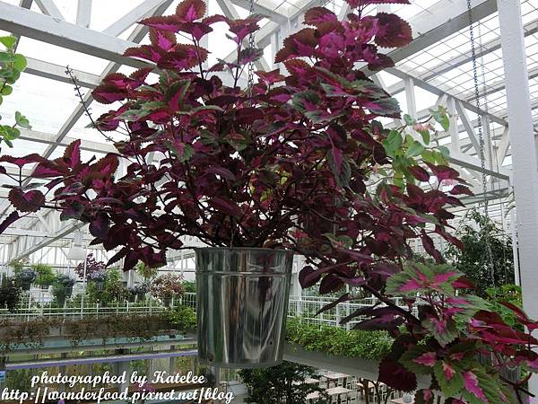 【香草菲菲】宜蘭員山的芳香植物博物館 ★ 寵物友善/天空步道/花園Buffet/太陽埤觀景台 【香草菲菲】宜蘭員山的芳香植物博物館 ★ 寵物友善/天空步道/花園Buffet/太陽埤觀景台