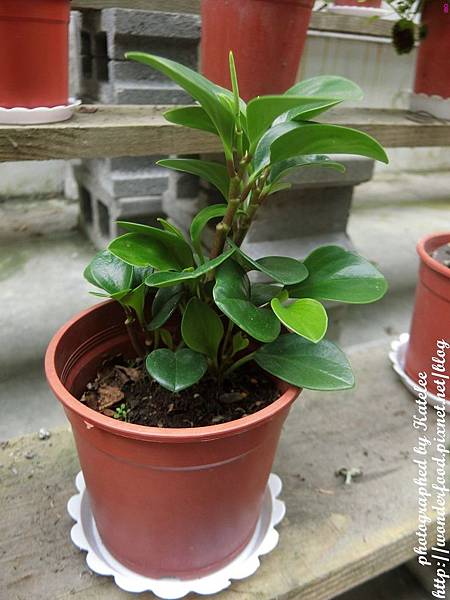 【香草菲菲】宜蘭員山的芳香植物博物館 ★ 寵物友善/天空步道/花園Buffet/太陽埤觀景台 【香草菲菲】宜蘭員山的芳香植物博物館 ★ 寵物友善/天空步道/花園Buffet/太陽埤觀景台