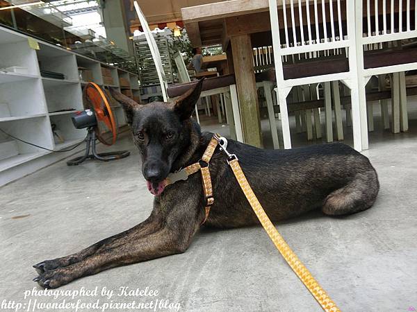 【香草菲菲】宜蘭員山的芳香植物博物館 ★ 寵物友善/天空步道/花園Buffet/太陽埤觀景台 【香草菲菲】宜蘭員山的芳香植物博物館 ★ 寵物友善/天空步道/花園Buffet/太陽埤觀景台