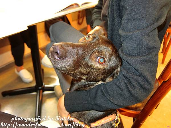 【貳樓(公館店)】早午餐界的霸主/寵物友善餐廳 ★ 狗狗可獲得一份炒蛋喔! 【貳樓(公館店)】早午餐界的霸主/寵物友善餐廳 ★ 狗狗可獲得一份炒蛋喔!