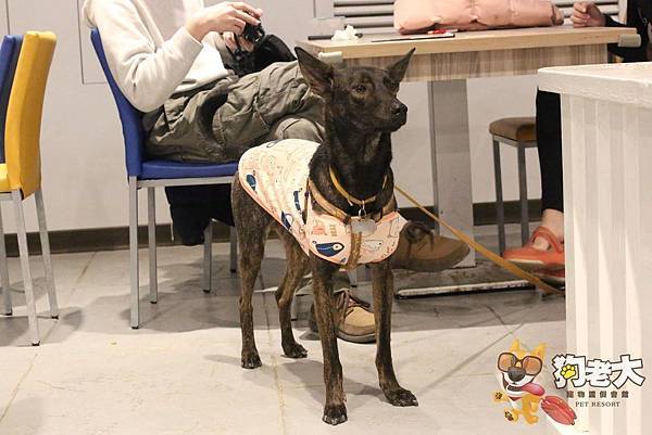 【狗老大寵物渡假會館】桃園寵物餐廳 ★ 寵物餐點/寵物游泳池(尚在整修中)/大片草坪/專業攝影 【狗老大寵物渡假會館】桃園寵物餐廳 ★ 寵物餐點/寵物游泳池(尚在整修中)/大片草坪/專業攝影