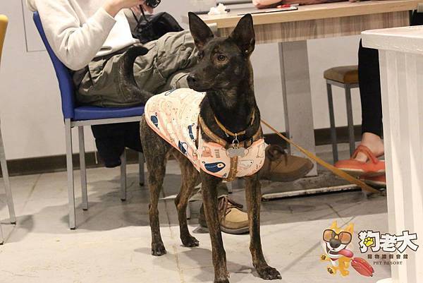 【狗老大寵物渡假會館】桃園寵物餐廳 ★ 寵物餐點/寵物游泳池(尚在整修中)/大片草坪/專業攝影 【狗老大寵物渡假會館】桃園寵物餐廳 ★ 寵物餐點/寵物游泳池(尚在整修中)/大片草坪/專業攝影