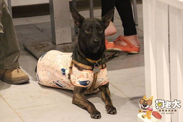 【狗老大寵物渡假會館】桃園寵物餐廳 ★ 寵物餐點/寵物游泳池(尚在整修中)/大片草坪/專業攝影 【狗老大寵物渡假會館】桃園寵物餐廳 ★ 寵物餐點/寵物游泳池(尚在整修中)/大片草坪/專業攝影