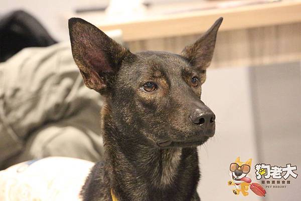 【狗老大寵物渡假會館】桃園寵物餐廳 ★ 寵物餐點/寵物游泳池(尚在整修中)/大片草坪/專業攝影 【狗老大寵物渡假會館】桃園寵物餐廳 ★ 寵物餐點/寵物游泳池(尚在整修中)/大片草坪/專業攝影