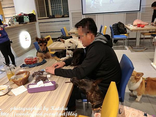 【狗老大寵物渡假會館】桃園寵物餐廳 ★ 寵物餐點/寵物游泳池(尚在整修中)/大片草坪/專業攝影 【狗老大寵物渡假會館】桃園寵物餐廳 ★ 寵物餐點/寵物游泳池(尚在整修中)/大片草坪/專業攝影