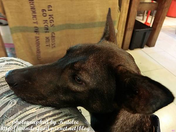 【河豚很多】基隆特色景觀餐廳/寵物友善餐廳 ★ 在山洞裡吃海鮮義式料理