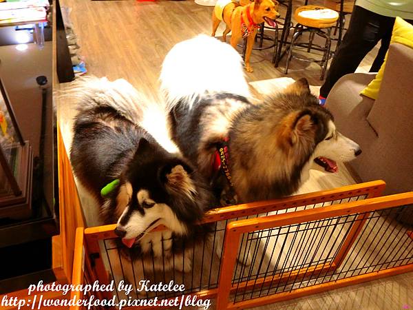 【DOG SPACE寵物空間】宜蘭礁溪寵物友善咖啡館 ★ 美容/洗澡/住宿/寵物餐/寵物算命