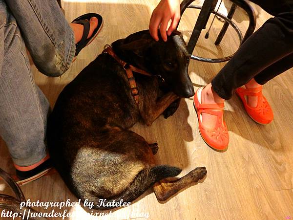 【DOG SPACE寵物空間】宜蘭礁溪寵物友善咖啡館 ★ 美容/洗澡/住宿/寵物餐/寵物算命