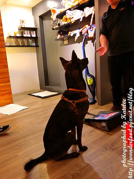 【DOG SPACE寵物空間】宜蘭礁溪寵物友善咖啡館 ★ 美容/洗澡/住宿/寵物餐/寵物算命