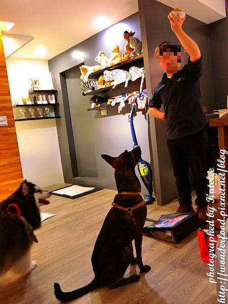 【DOG SPACE寵物空間】宜蘭礁溪寵物友善咖啡館 ★ 美容/洗澡/住宿/寵物餐/寵物算命