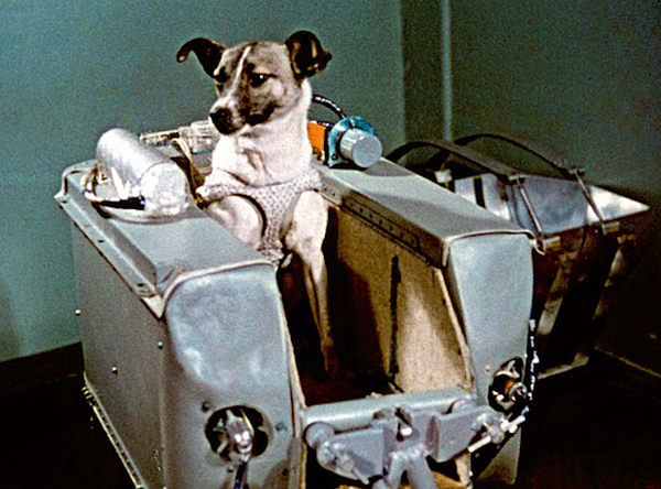 【DOG SPACE寵物空間】宜蘭礁溪寵物友善咖啡館 ★ 美容/洗澡/住宿/寵物餐/寵物算命