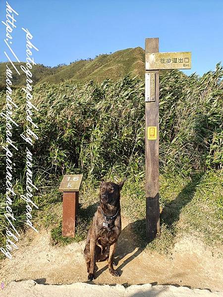 圖 宜蘭礁溪 聖母登山步道(抹茶冰淇淋山)