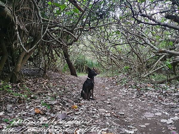 圖 桃園觀音大園 草漯沙丘地質公園