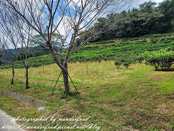 【日月老茶廠】南投日月潭景點 ★ 絕美歷史感建築物/茶金拍攝