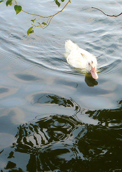 水塘1 水塘1