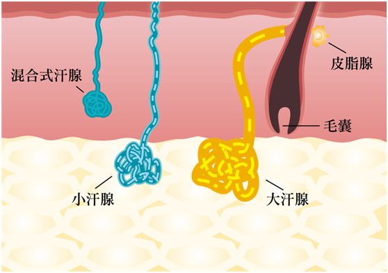 微波除汗