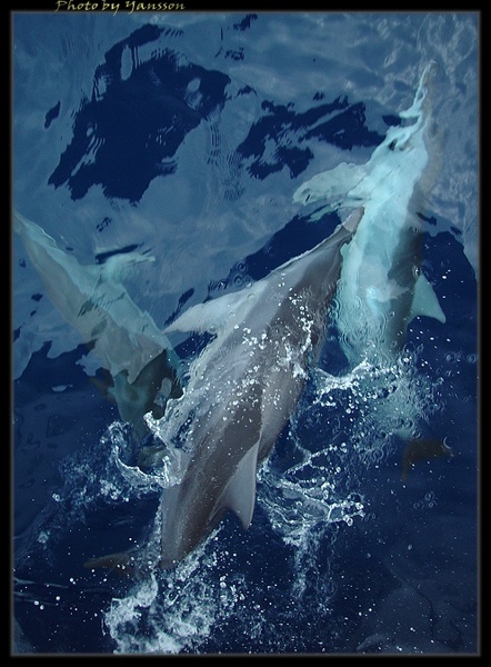 海豚二.jpg