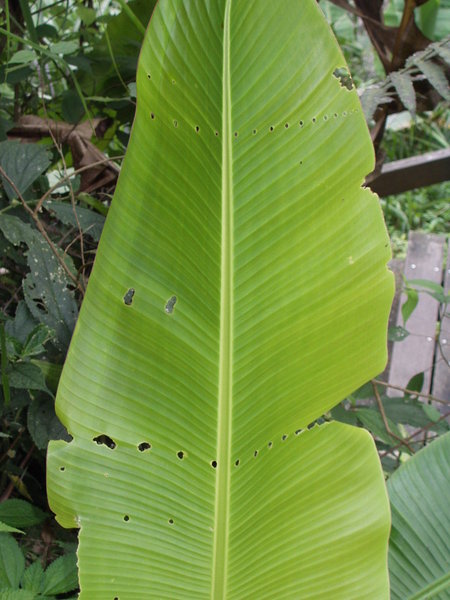 台灣芭蕉葉